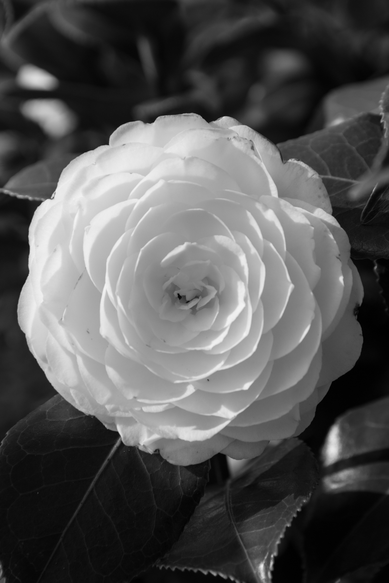 L' Oeil Noir Photographie